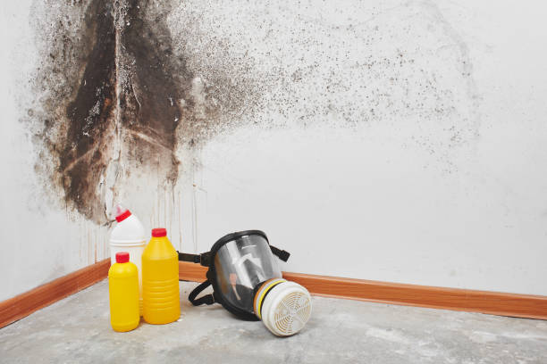Best Professional Mold Removal  in Weimar, TX