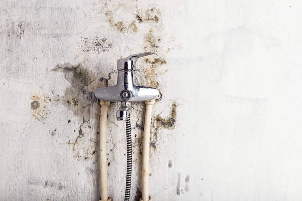 Office Mold Removal Services in Weimar, TX