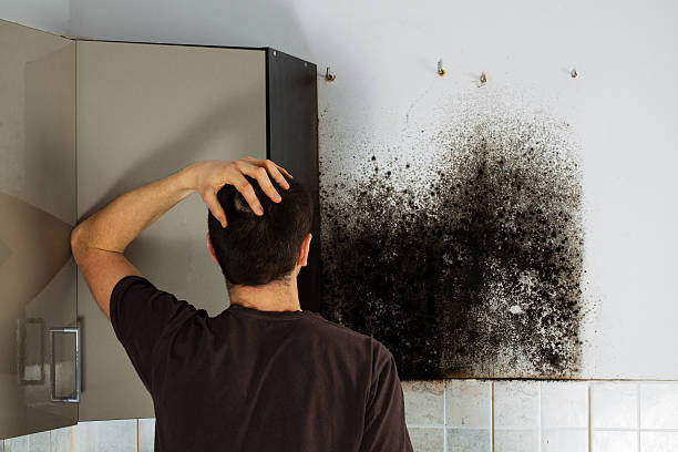 Best Fast Mold Removal  in Weimar, TX